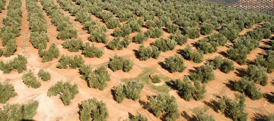 La nueva ayuda asociada al olivar tradicional del Ministerio se vuelve a hacer sin criterios técnicos dejando fuera a olivos centenarios y milenarios