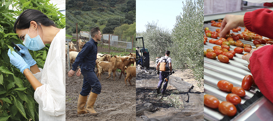 El cooperativismo agroalimentario ensalza el beneficio social y económico de apoyar un modelo 100% sostenible y de la tierra