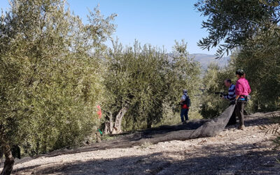 Un proyecto de bioeconomía circular busca dar nuevo uso a los residuos del olivar