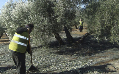 La falta de lluvias augura un descenso de la producción agrícola en Granada