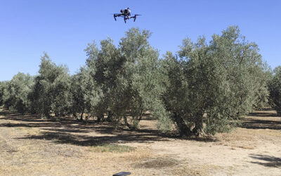 El proyecto Olitech mejora el estado nutricional y controla el estrés del olivar mediante tratamientos electroestáticos