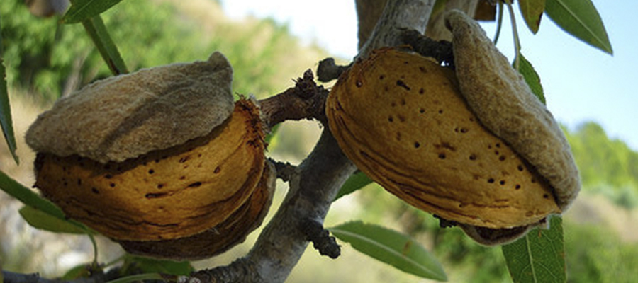 Cooperativas Agro-alimentarias de Andalucía alerta de la grave situación de la almendra ante la paralización del mercado y el crecimiento de las importaciones