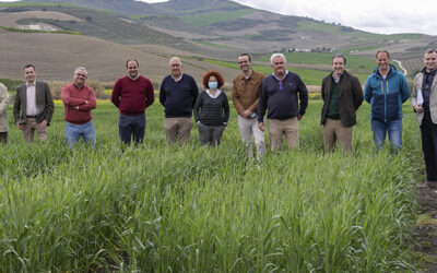 Andalucía producirá nuevas variedades de cereales y leguminosas destinadas a alimentación animal adaptadas al cambio climático