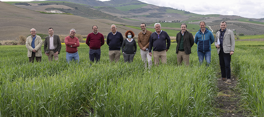 Andalucía producirá nuevas variedades de cereales y leguminosas destinadas a alimentación animal adaptadas al cambio climático