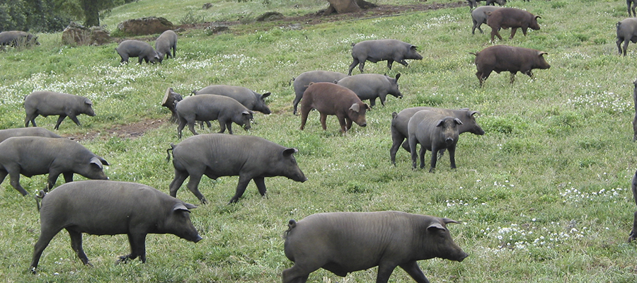 El sector del ibérico alerta de que el modelo tradicional   de la montanera está desapareciendo de las comarcas ganaderas andaluzas