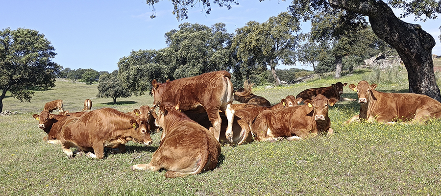 Una plataforma informática permitirá identificar los animales improductivos de la cabaña de forma automatizada