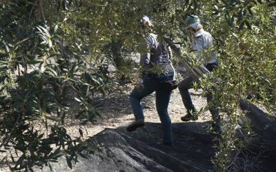 Cooperativas Agro-alimentarias de Jaén eleva a más de 1.500 millones de euros el descenso de los ingresos de olivicultores de la provincia por la “bajísima cosecha”