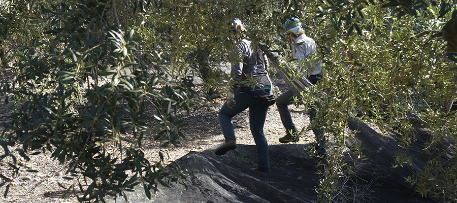 Cooperativas Agro-alimentarias de Jaén eleva a más de 1.500 millones de euros el descenso de los ingresos de olivicultores de la provincia por la “bajísima cosecha”