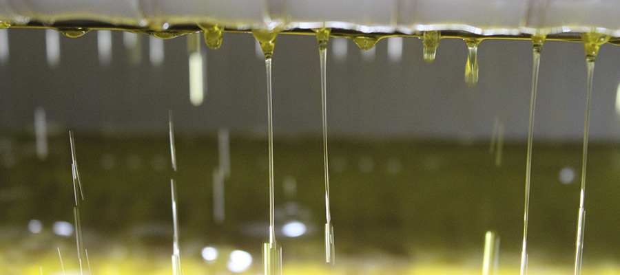 Cooperativas Agro-alimentarias de Jaén califica de “magnífica” la calidad de los aceites de oliva tempranos de esta campaña