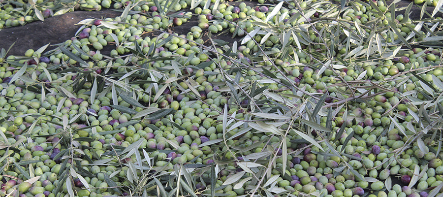 Cooperativas Agro-alimentarias de Jaén respalda el proceso de fusión de las sociedades La Purísima Concepción y San Eulogio, de Carboneros