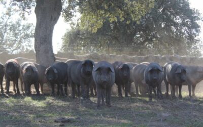 El porcino ibérico solicita cambios en los criterios de las ayudas para respaldar a las pequeñas y medianas explotaciones