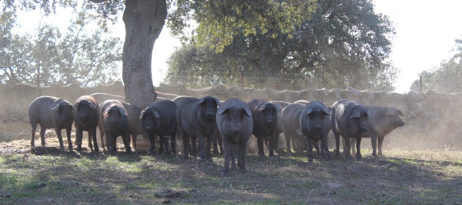 El porcino ibérico solicita cambios en los criterios de las ayudas para respaldar a las pequeñas y medianas explotaciones