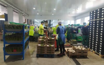 Cooperativas Agro-alimentarias de Andalucía ha desarrollado en tres anualidades 132 actividades de mejora de la competitividad dentro del proyecto CEPES