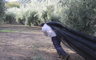 Cooperativas Agro-alimentarias de Jaén prevé que el sector obtendrá 1.000 millones de euros menos en la próxima campaña de olivar por la sequía