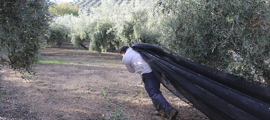 Cooperativas Agro-alimentarias de Jaén prevé que el sector obtendrá 1.000 millones de euros menos en la próxima campaña de olivar por la sequía