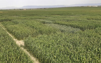 Finaliza el Grupo Operativo Celegand con el registro de nuevas variedades de trigo y triticale más aptas para la ganadería