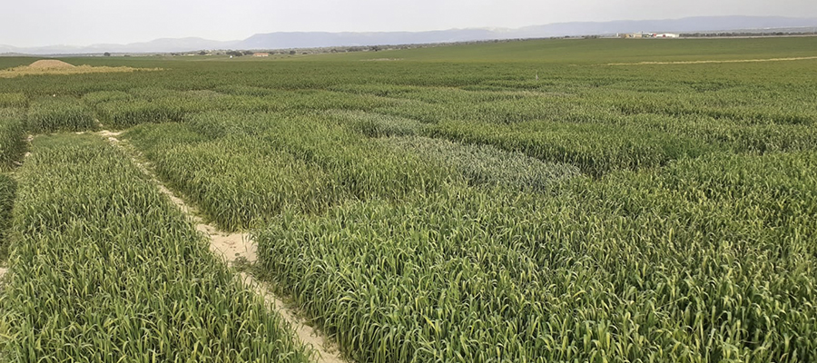 Finaliza el Grupo Operativo Celegand con el registro de nuevas variedades de trigo y triticale más aptas para la ganadería