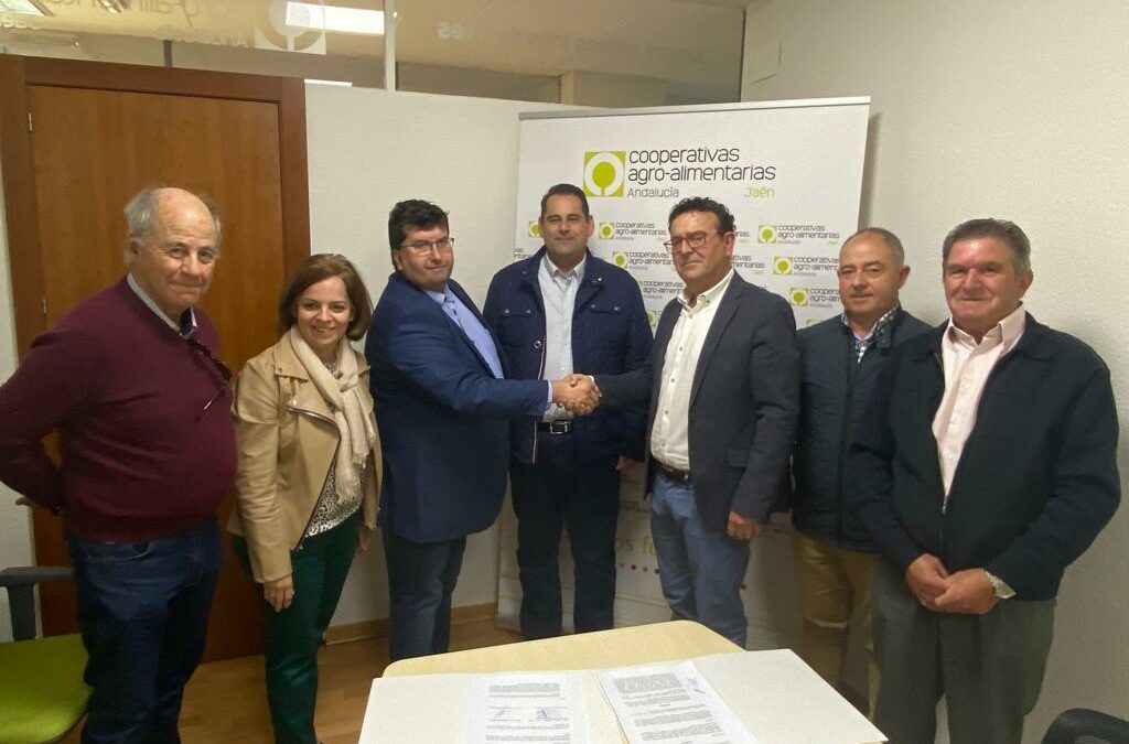 Primer acuerdo intercooperativo en Jaén para molturar la aceituna en común y ahorrar costes ante una escasa campaña oleícola