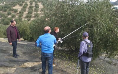 46 cooperativas olivareras de Granada inician una de las campañas del aceite más atípica de los últimos años