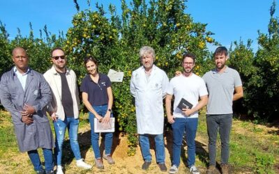 El primer biocarbón obtenido a partir de la poda de cítricos de la costa occidental onubense se prueba en el campo