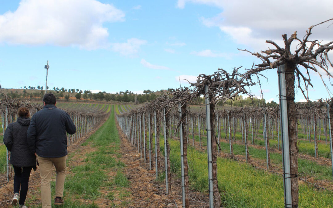 Las microalgas mejoran la producción vitivinícola en el primer año de ensayos del proyecto ‘Algavid’