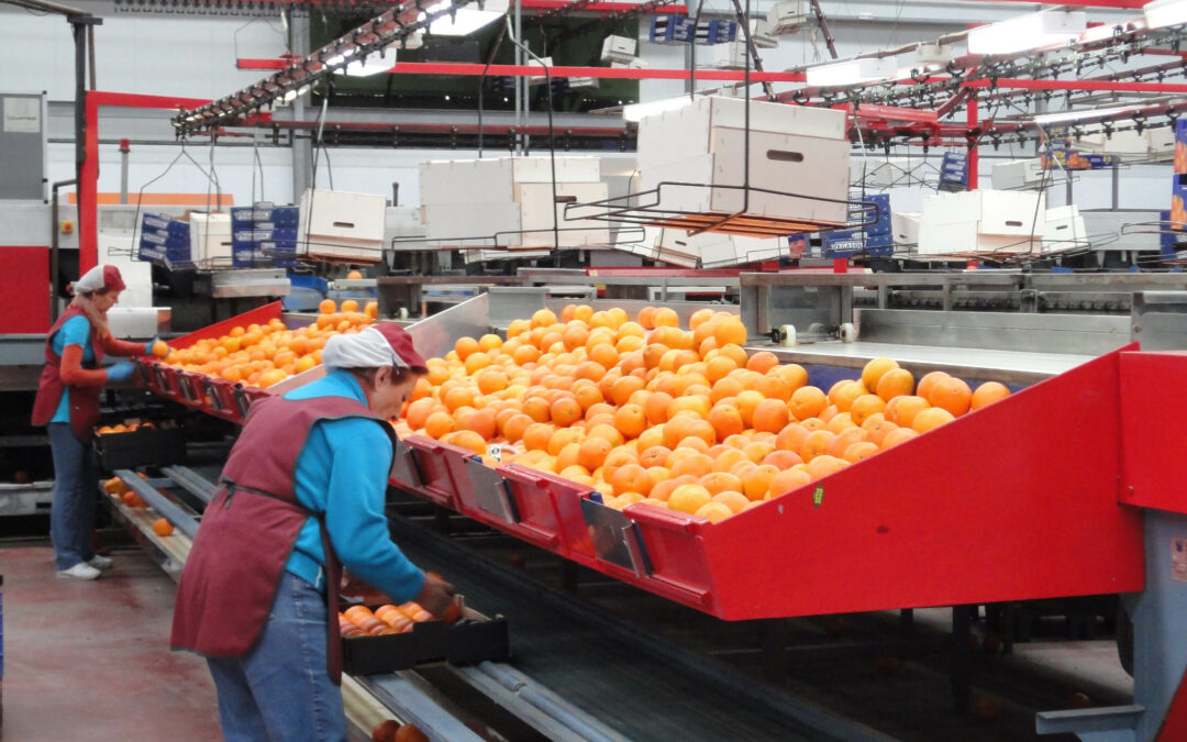 La entrada masiva de naranja de Egipto satura el mercado, hunde los precios y arruina a los agricultores en Andalucía