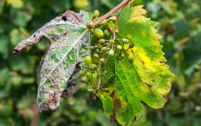 Las cooperativas vitivinícolas alertan de que la próxima vendimia está en riesgo ante las pérdidas de uva por el mildiu
