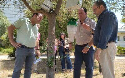La detección automática de plagas en el olivo adquiere visos de realidad gracias al Grupo Operativo oliVAr