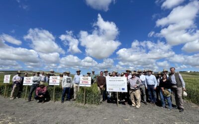 Las variedades de trigo blando Rota y Setenil, de origen 100% andaluzas, están en lo más alto del pódium de productividad y calidad