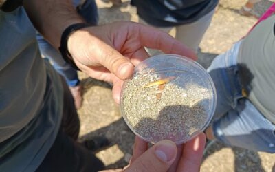 La preocupación por la plaga del algodoncillo en el olivar de Jaén impulsa la solicitud de un nuevo Grupo Operativo para frenar su incidencia
