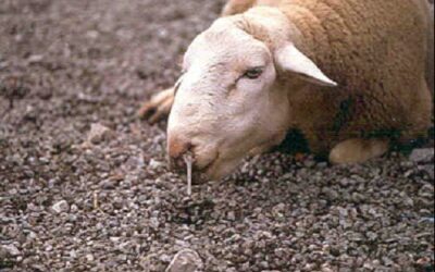 Cooperativas Agro-alimentarias de Andalucía solicita ayudas para que los ganaderos puedan hacer frente a los virulentos brotes de Lengua Azul