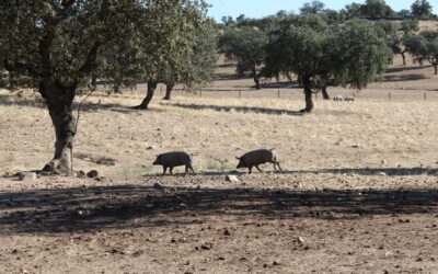 Cooperativas Agro-alimentarias de Andalucía defiende la apuesta por la máxima calidad del ibérico de sus cooperativas ganaderas