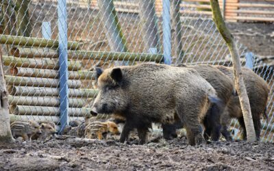 Cooperativas Agro-alimentarias de Andalucía aclara que la Peste Porcina Africana (PPA) no afecta a la salud humana, aunque llama al control de las poblaciones de jabalíes
