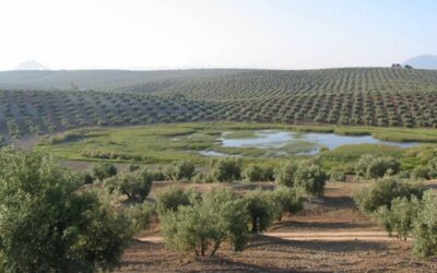 Cooperativas Agro-alimentarias de Andalucía demanda que se adopten medidas de flexibilización en esta campaña de la PAC ante las circunstancias meteorológicas adversas