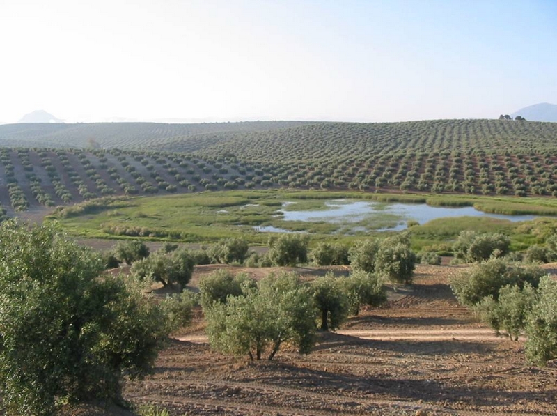 Software: Microsoft Offic