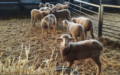 Cooperativas Agro-alimentarias de Andalucía traslada a la Consejería de Agricultura las preocupaciones del sector ovino