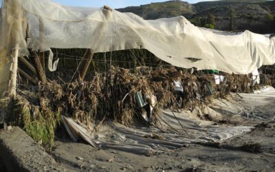 Cooperativas Agro-alimentarias de Andalucía pide la ampliación de las ayudas del Ministerio tras quedar fuera el 28% de los municipios andaluces afectados por el tren de borrascas