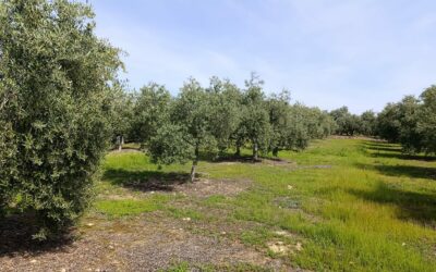 Cubiertas vegetales y energías limpias, dos prácticas con las que mejorar en rentabilidad y sostenibilidad