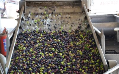 Cooperativas Agro-alimentarias de Andalucía defiende el biogás como una oportunidad económica, ambiental y estratégica para el olivar andaluz